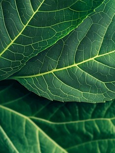 翠绿叶片的精美脉络特写