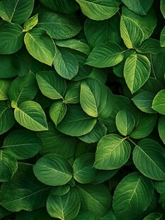 翠绿叶片的自然纹理