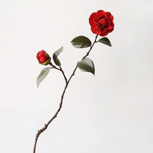 一枝娇艳红山茶