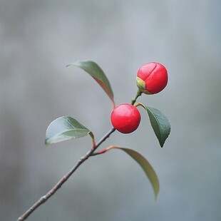 红果绿叶枝头俏