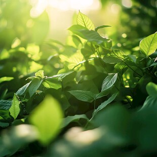 阳光下的翠绿叶片
