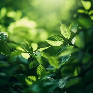 阳光下的翠绿新叶