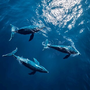 海中三鲸共游的美妙瞬间
