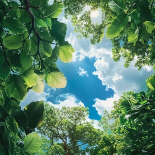 仰望绿荫间的蔚蓝天空