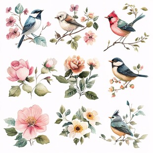 花鸟水彩插画素材集合