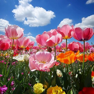 五彩郁金香花海蓝天美景