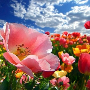 粉色虞美人绽放于花海