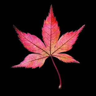 单枚绚丽多彩的枫叶特写