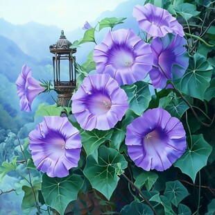 紫色牵牛花与古朴灯笼