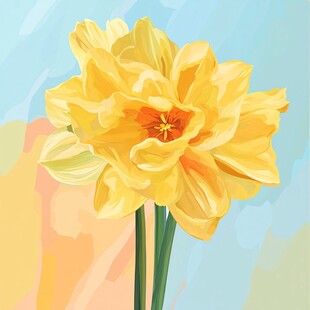 黄色重瓣水仙花插画