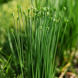 嫩绿细长的野生灯心草