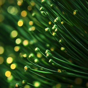 嫩绿植物与光斑的梦幻景致