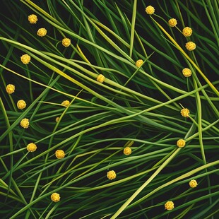 绿色草丛中的黄色小花