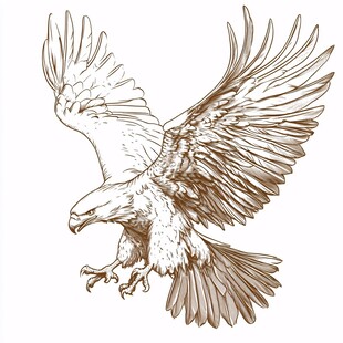 展翅雄鹰手绘插画