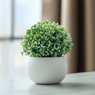 白色花盆中的清新绿植