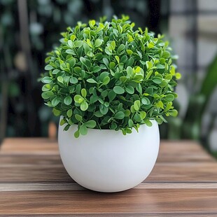 白色花盆中的翠绿球形绿植