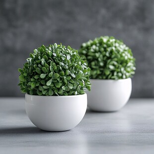 两盆绿植小盆栽