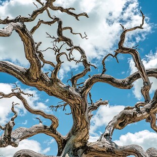 枯树枝干伸向蔚蓝天空