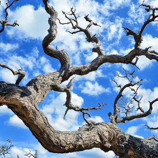 苍劲枯树与蓝天白云