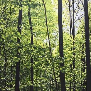 阳光洒落的葱郁森林