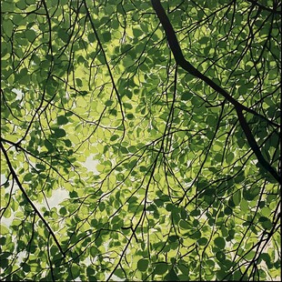 仰视茂密翠绿的繁茂树叶