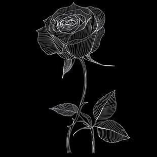 简约线条勾勒的优雅玫瑰