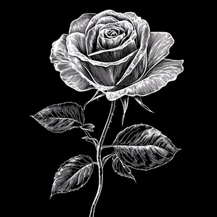 黑白手绘单枝玫瑰花