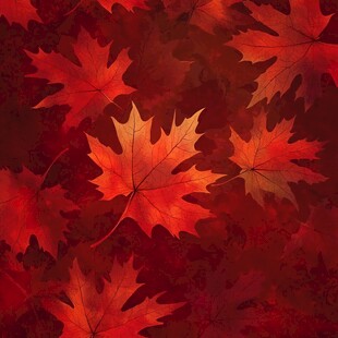 深红枫叶 秋日绚烂景致