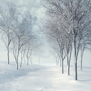 冬日雪林静谧景象