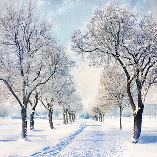 冬日雪林小路梦幻美景