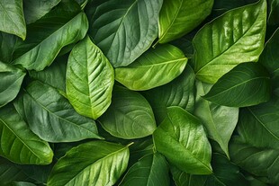 翠绿叶片构成的生机画面