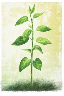 嫩绿植物幼苗插画