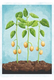 番茄幼苗成长插画