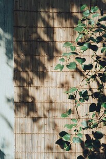 竹帘旁绿意盎然的枝叶