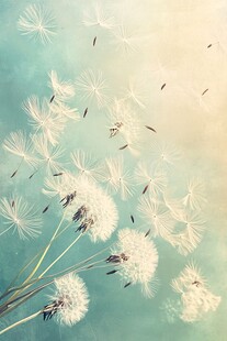 梦幻蒲公英在空中轻盈飞舞