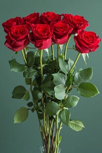 娇艳红玫瑰插花一束