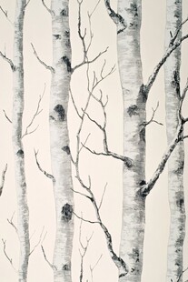 简约白桦树干纹理背景图