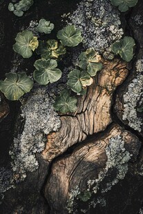 树皮上的绿植与斑驳纹理