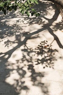 树影斑驳于地面的静谧画面