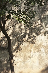 墙边孤树 光影斑驳