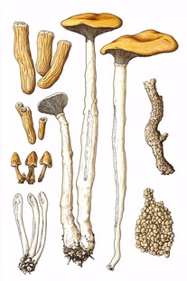 多样蘑菇插画展示