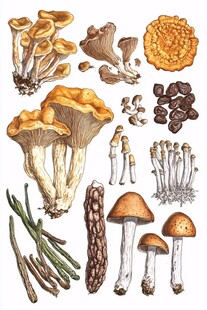 多样野生菌类插画展示