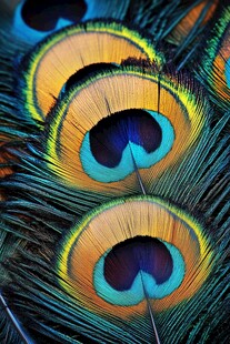 绚丽孔雀羽的微观之美