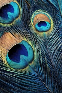 绚丽孔雀羽毛特写
