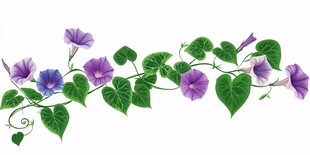 紫色牵牛花藤蔓插画