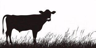 站在草地的牛剪影