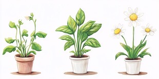 三盆可爱盆栽插画