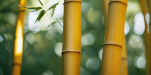 金黄翠竹 自然清新之景