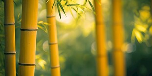 金色竹林 光影下的自然美