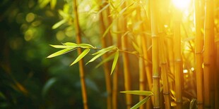 阳光照耀下的翠绿竹林